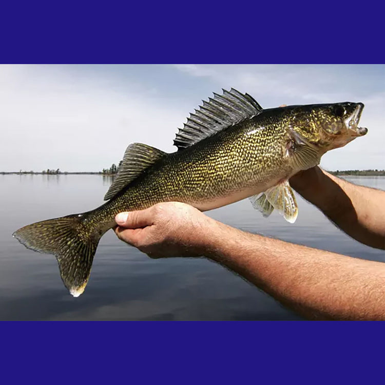 Walleye fish with lake in background